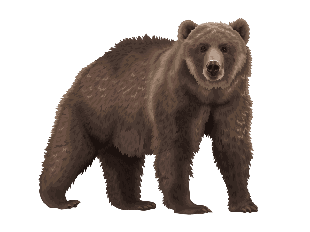 Brown Bear