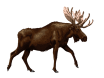 Moose